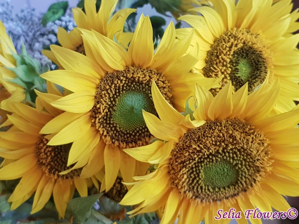 Floarea-soarelui in design-urile pentru evenimente