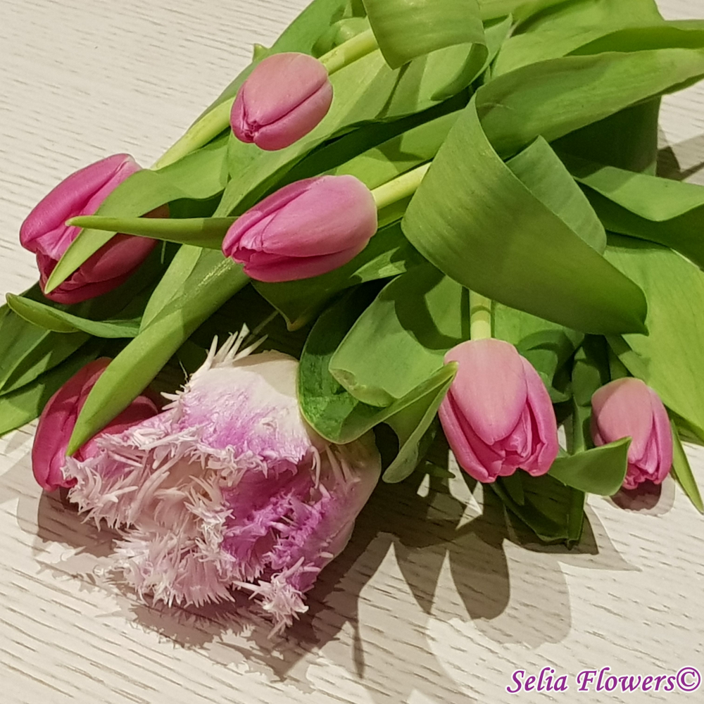 Despre frumoasele lalele - simbolizeaza iubirea perfecta